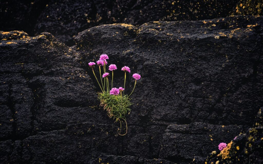 flowers in rocks