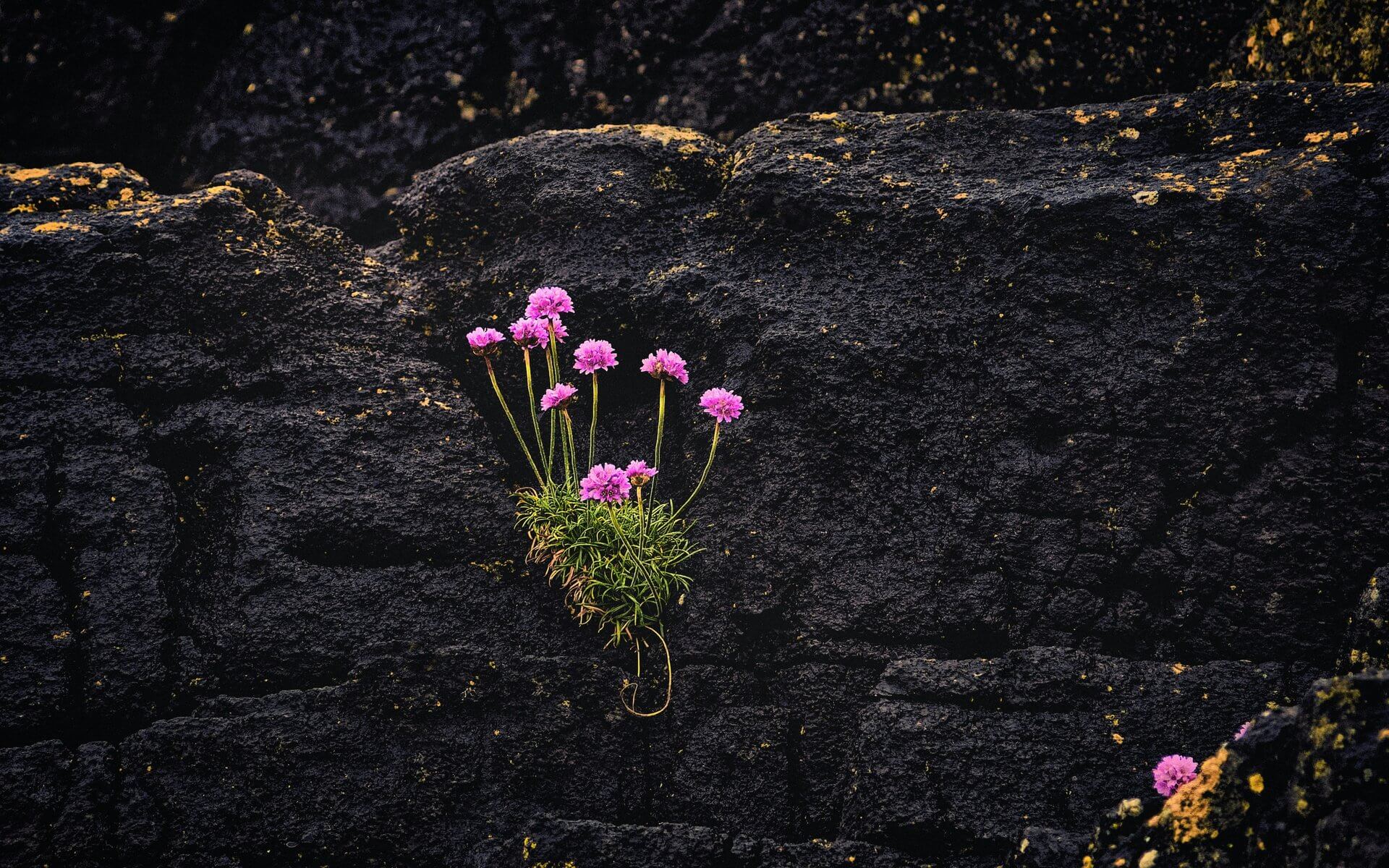 flowers in rocks