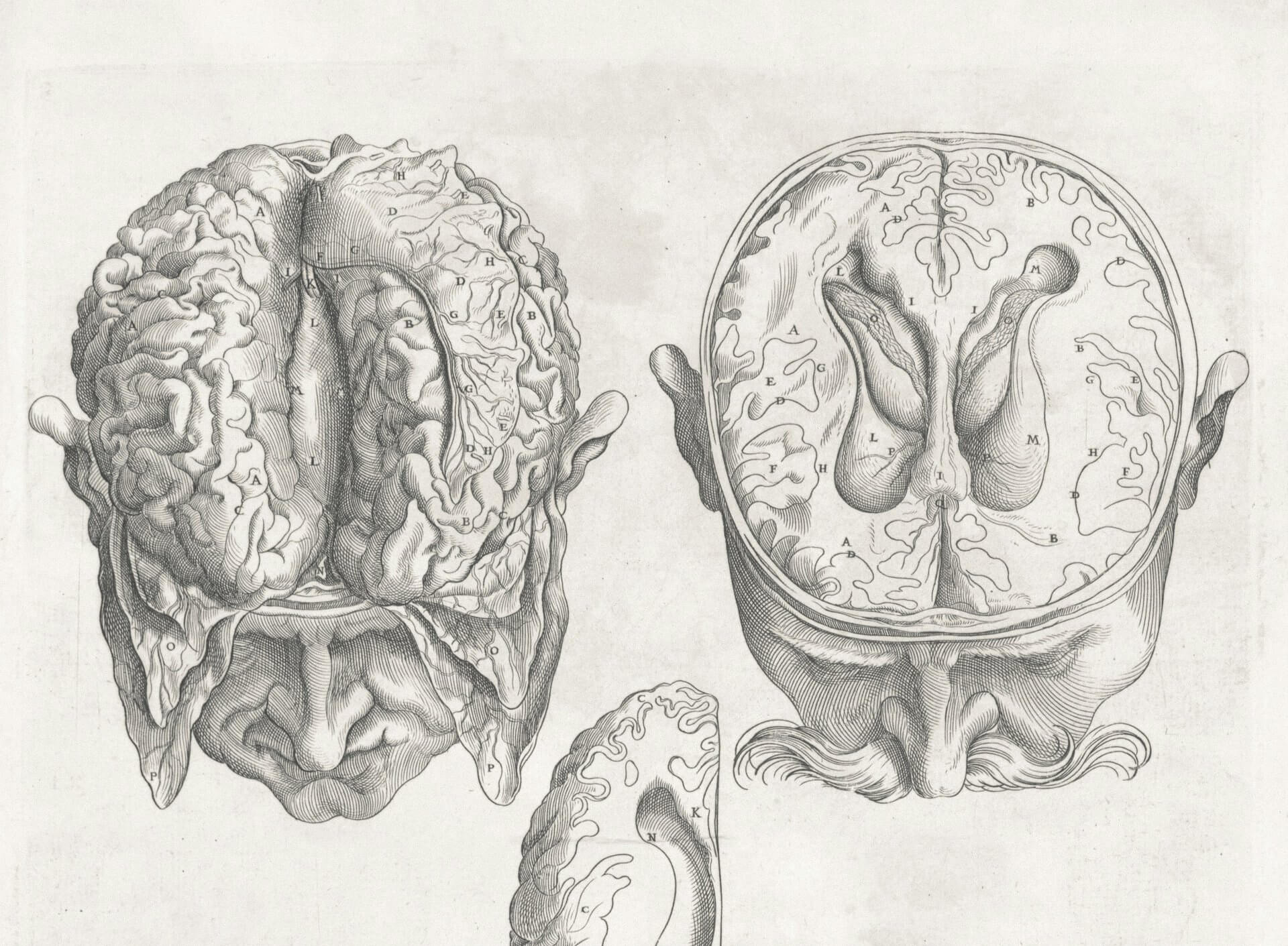 drawing of a brain in a skull