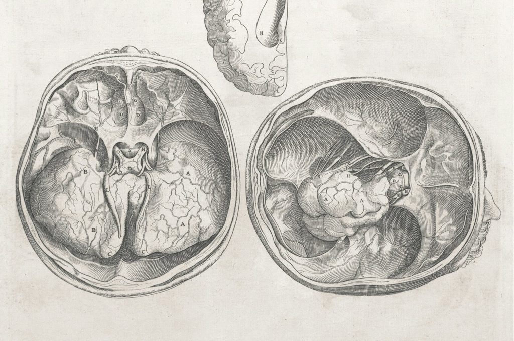 drawing of a brain within a skill